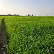 فروش زمین کشاورزی 110000 متر در جاده رودبنه