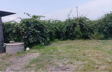 فروش فوری وزیر قیمت.باغ کیوی زیر قیمت 4هزارمتر نشتارود