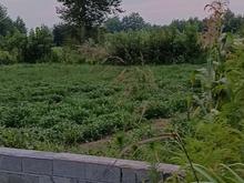 فروش زمین مسکونی 1500 متر در جاده کیاشهر در شیپور