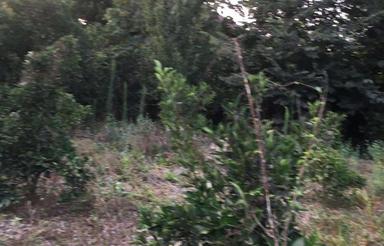 فروش زمین مسکونی 1056 متر در سیگارود شلمان