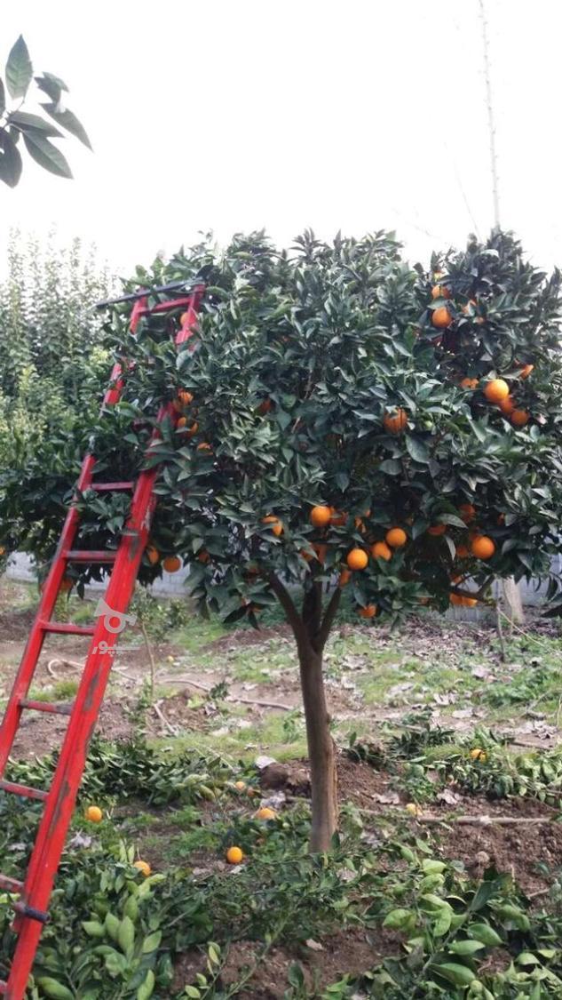 پیوند زدن درختان هسته دار و هرس کردن درختان هسته دار
