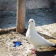 کبوتر پرشی نر
