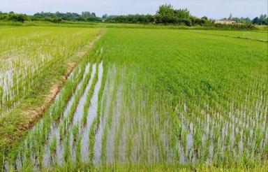 1694متر زمین کشاورزی