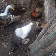 مرغ زینتی کوشین معاوضه بامرغ تخم گذار