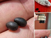 مهره مار اصل جفت سیاه در شیپور