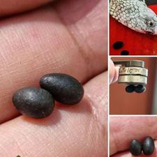 مهره مار اصل جفت سیاه