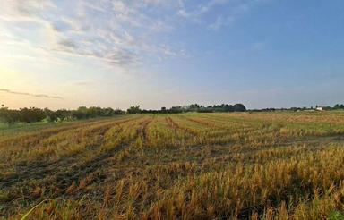 فروش زمین کشاورزی 5000 متر در هردورود