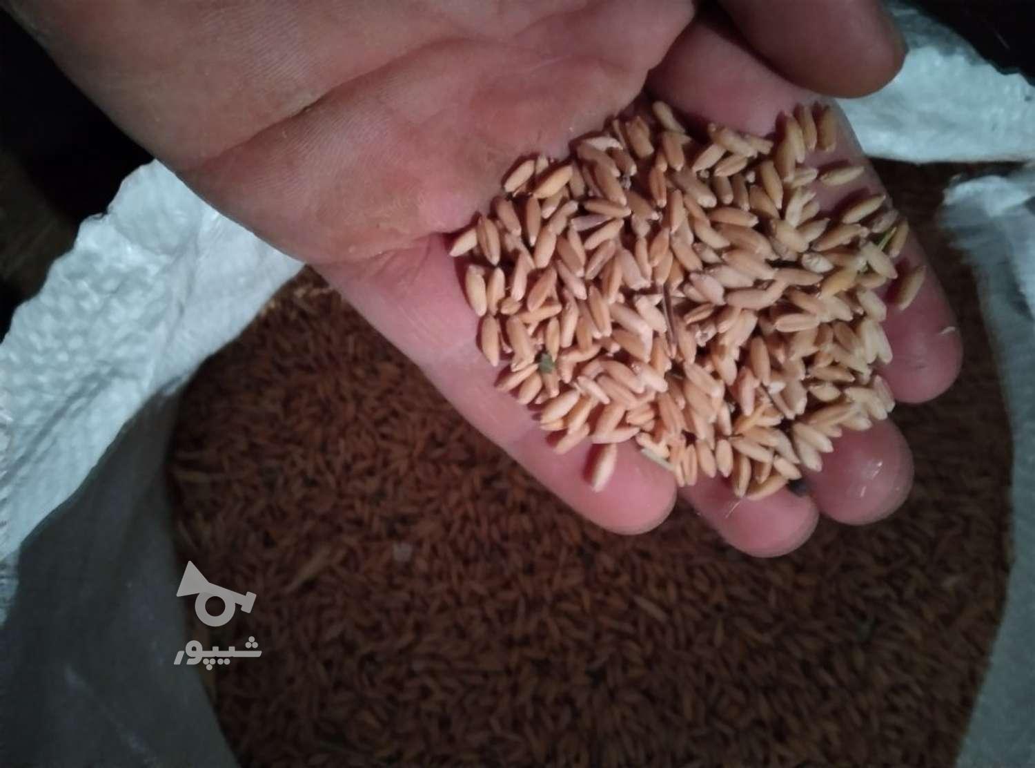 گندم‌ دیم‌ برای‌ بذر‌‌ گندم‌شوشه