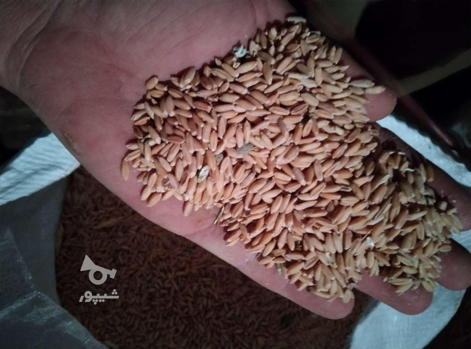 گندم‌ دیم‌ برای‌ بذر‌‌ گندم‌شوشه