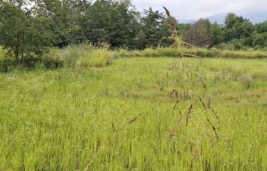 فروش زمین کشاورزی 6300 متر در لشکاجان