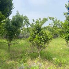 فروش زمین 2000 متر در داراب دین روشن