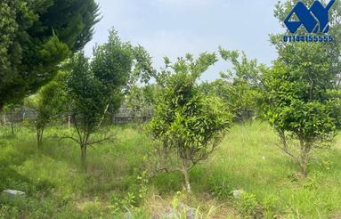 فروش زمین 2000 متر در داراب دین روشن