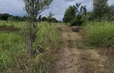 فروش زمین کشاورزی 50000 متر در رودسر