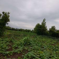 زمین مسکونی5500متری در استخربیجار کیاشهر