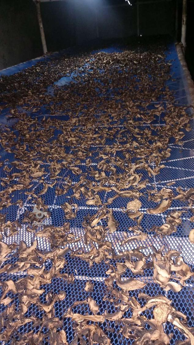 قارچ خشک فله