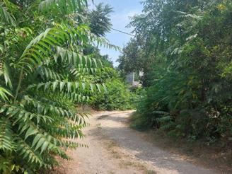 فروش زمین خارج بافت 250 متری در چالکرود