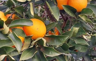 فروش باغ 5000 متر در هلی باغ