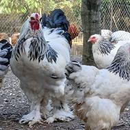 نیمچه و مولد برهما لایت و بوف و تخم نطفه دار