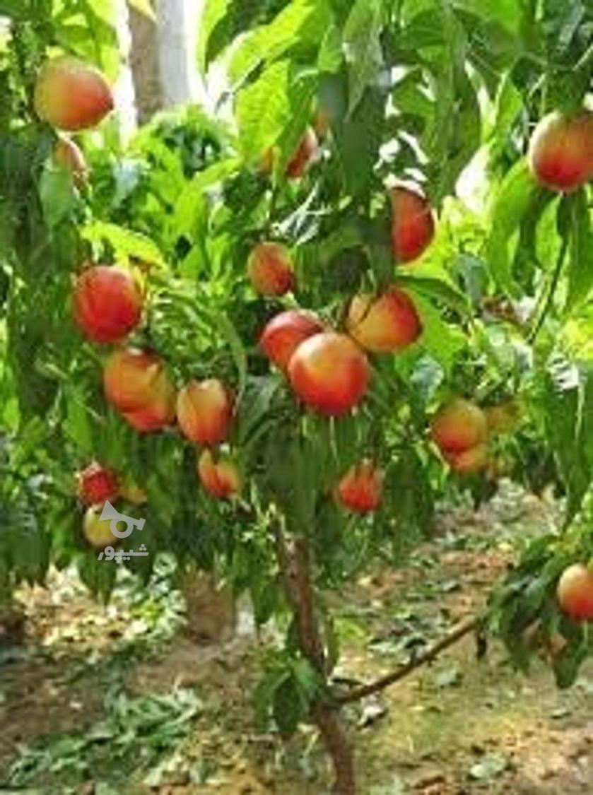 کارگر برای باغ - undefined