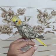 فروش یک عدد عروس هلندی نژاد گلبالی