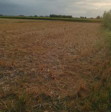 فروش 4000 متر شالیزار در جاده بهنمیر