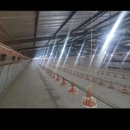 مرغداری فروشی نکا فول امکانات