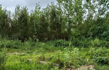 فروش زمین مسکونی 290 متر در مرکز شهر