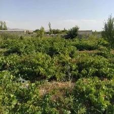 فروش یا معاوضه باغ کشاورزی 3402 متر در مراغه ورجوی شورسو