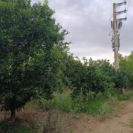 زمین کشاورزی 27 هزار متر باغ و شالیزاری