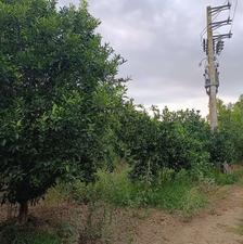 زمین کشاورزی 27 هزار متر باغ و شالیزاری