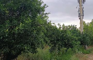 زمین کشاورزی 27 هزار متر باغ و شالیزاری