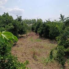 25 هزار متر باغ مرکبات کیاکلا
