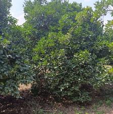 4000 متر باغ مرکبات ترتمیز