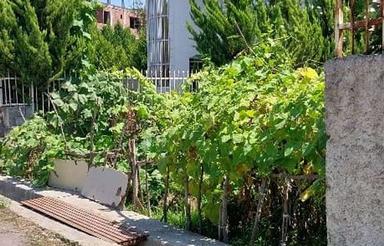فروش زمین مسکونی 231 متر در شمع جاران