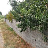 باغ مرکبات یک هکتاری دور دیوار در جاده بابل