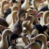 فروش جوجه اردک پانزده روزه مخصوص پرورش در شالیزار