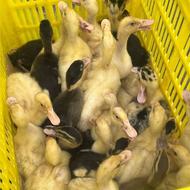 فروش جوجه اردک ورامینی واکسن خورده برای پرورش در شالیزار