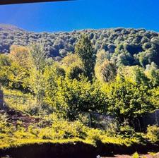 فروش زمین کشاورزی 230 متر در هلوکله