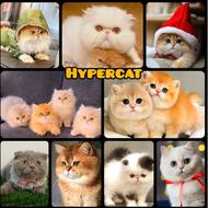 واگذاری گربه های اسکاتیش و بریتیش و پرشین و هیمالین