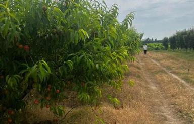 فروش زمین کشاورزی 3500 متر در ولشکلا