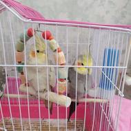 یک جفت عروس هلندی
