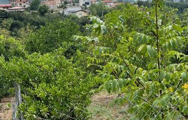 فروش زمین 700 متر در وارد محله ساری