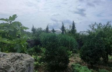 فروش زمین مسکونی 205 متر در علی آباد