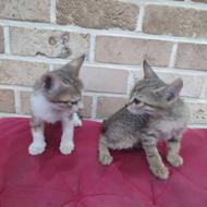واگذاری بچه گربه دو ماهه