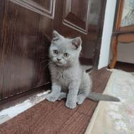 بچه گربه دوماه