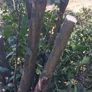 قطع وهرس انواع درختان باغی وصنوبر