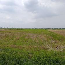 پنج هزار متر شالیزاری