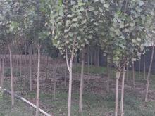 فروش زمین مسکونی 450 متر در جاده بابل-بهنمیر در شیپور