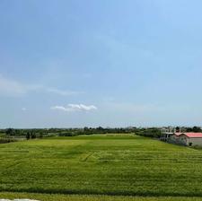 فروش یک هکتار زمین شالیزاری