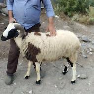 معاوضه بره نره با گوسفند ابستن